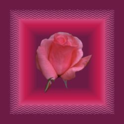 rose.jpg